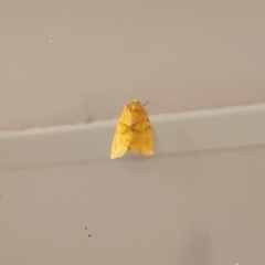 Cosmia trapezina