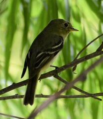 Empidonax