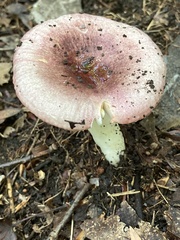Russula rosacea