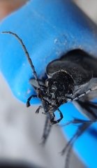 Carabus coriaceus