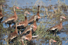 Dendrocygna autumnalis