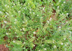 Lepidium virginicum