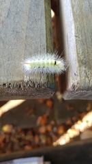 Calliteara pudibunda