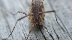 Odiellus troguloides