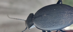 Carabus coriaceus