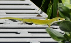 Anolis carolinensis
