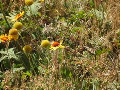 Gaillardia aristata