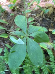 Medeola virginiana