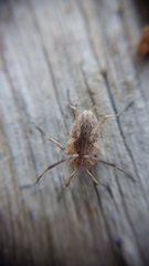 Odiellus troguloides