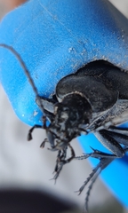 Carabus coriaceus