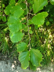 Hamamelis virginiana