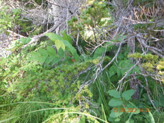 Streptopus amplexifolius