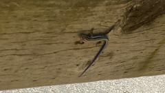 Plestiodon fasciatus