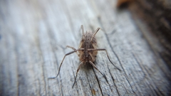 Odiellus troguloides