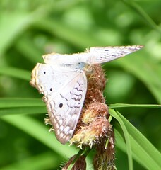 Anartia jatrophae