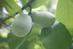 Asimina triloba
