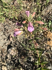 Nothochelone nemorosa