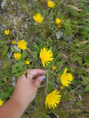 Hieracium lachenalii