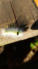 Calliteara pudibunda