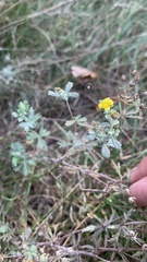 Potentilla argentea