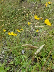 Hieracium lachenalii