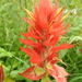 Giant Red Indian Paintbrush - Photo (c) Michael Kielb, some rights reserved (CC BY-NC), uploaded by Michael Kielb