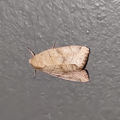 Cosmia trapezina