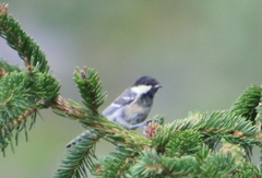 Periparus ater