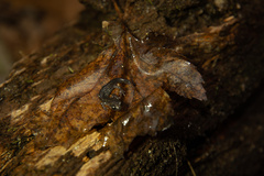 Plethodon chlorobryonis
