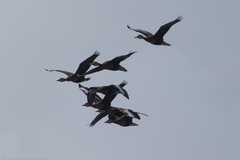 Dendrocygna autumnalis