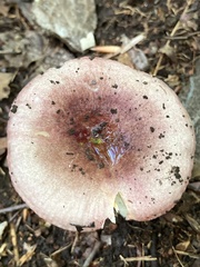 Russula rosacea