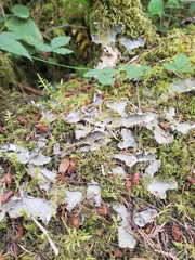 Peltigera leucophlebia