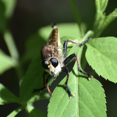 Promachus rufipes