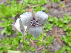 Calochortus elegans
