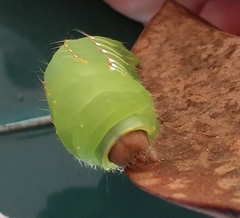 Antheraea polyphemus