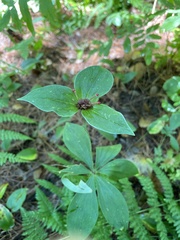 Medeola virginiana