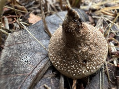 Lycoperdon marginatum
