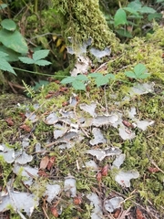 Peltigera leucophlebia