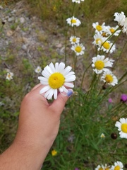Leucanthemum vulgare
