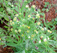 Erigeron bonariensis