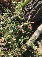 Nothochelone nemorosa