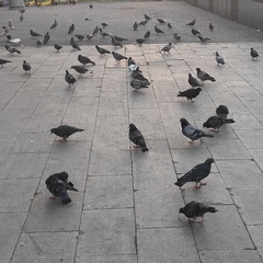 Columba livia domestica