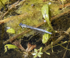 Ischnura perparva