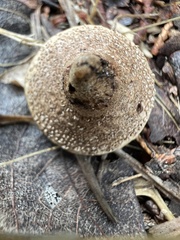 Lycoperdon marginatum