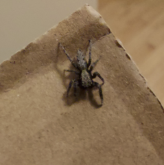 Platycryptus californicus