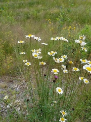 Leucanthemum vulgare