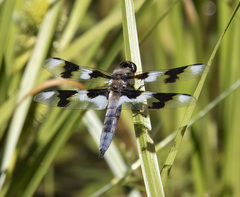 Libellula forensis