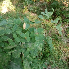 Vicia pisiformis