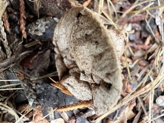 Lycoperdon marginatum