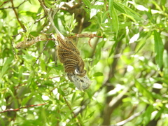 Malacosoma californica